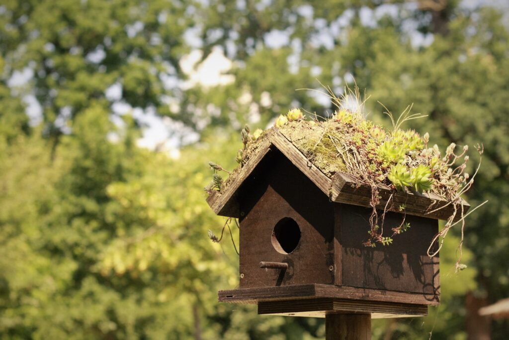【巣箱に鳥が来ない】良かれが仇に？鳥が嫌がるNG設置３選